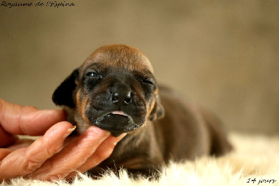 A...... du Royaume de l'Espina