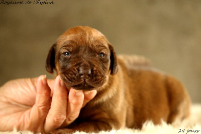 A...... du Royaume de l'Espina
