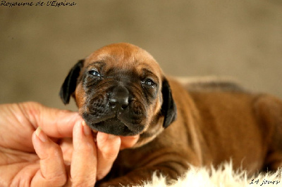 A...... du Royaume de l'Espina