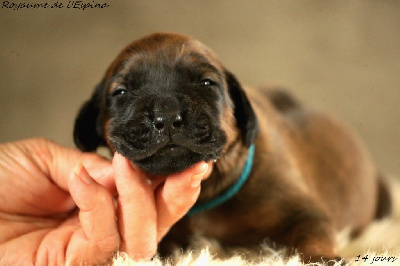 A...... du Royaume de l'Espina