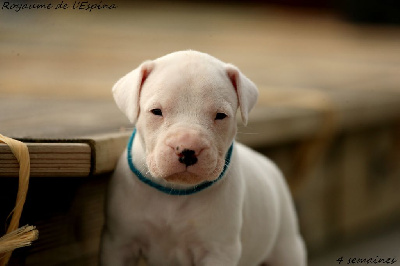 A...... du Royaume de l'Espina