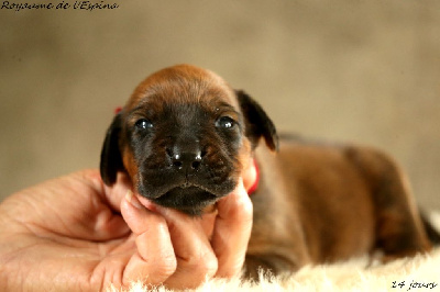 A...... du Royaume de l'Espina