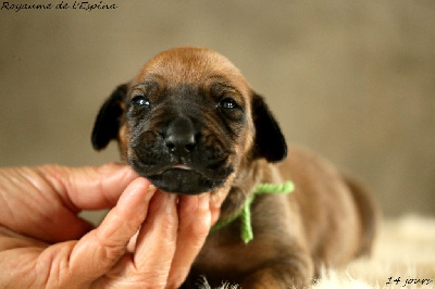 A...... du Royaume de l'Espina