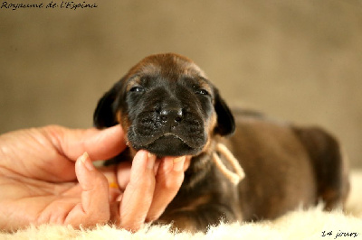 A...... du Royaume de l'Espina