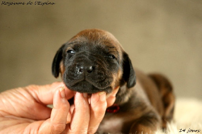 A...... du Royaume de l'Espina