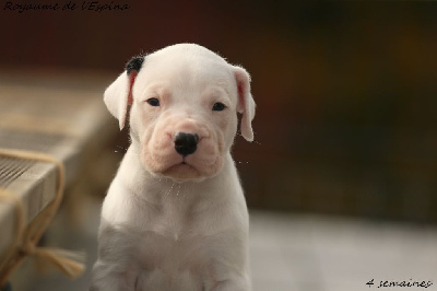 A...... du Royaume de l'Espina