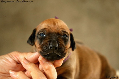 A...... du Royaume de l'Espina