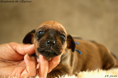 A...... du Royaume de l'Espina