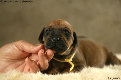 A...... du Royaume de l'Espina