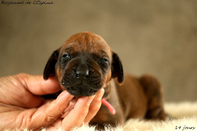 A...... du Royaume de l'Espina