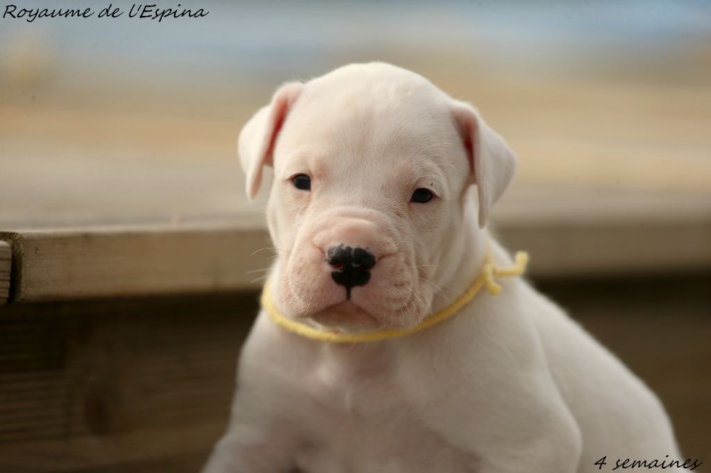 du Royaume de l'Espina - Chiots disponibles - Dogo Argentino