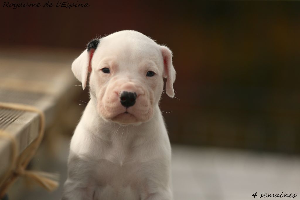 du Royaume de l'Espina - Chiots disponibles - Dogo Argentino